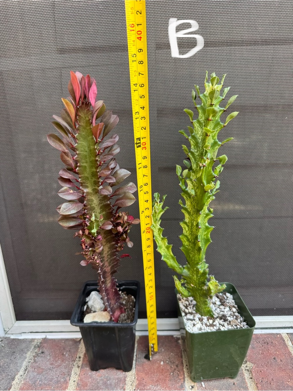 Set of 2 Euphorbia Trigona Rubra and Lacei mint cream variegated